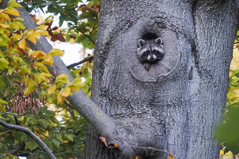 Young raccoon