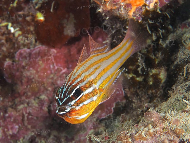 Golden-striped cardinalfish
