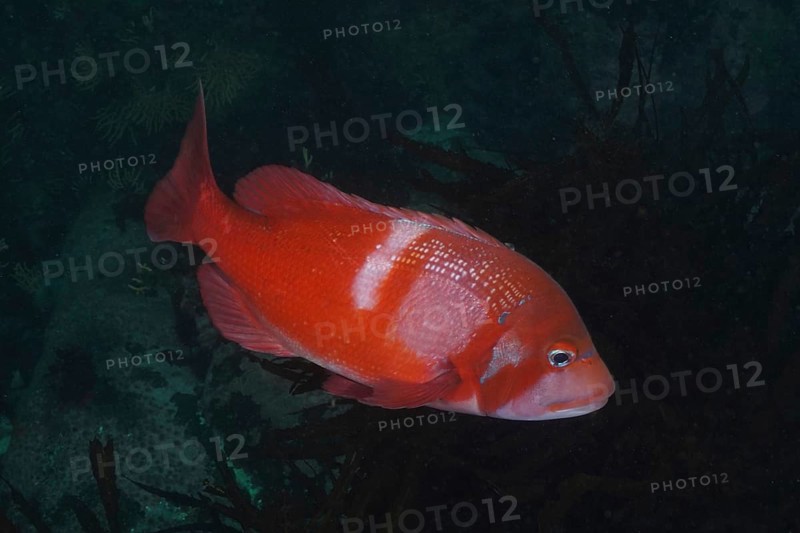 Red sea bream