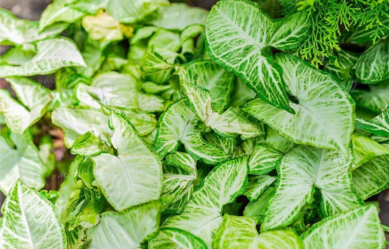 Caladium leaves background. Details of caladium plants in a garden. Tropical Caladium Leaves