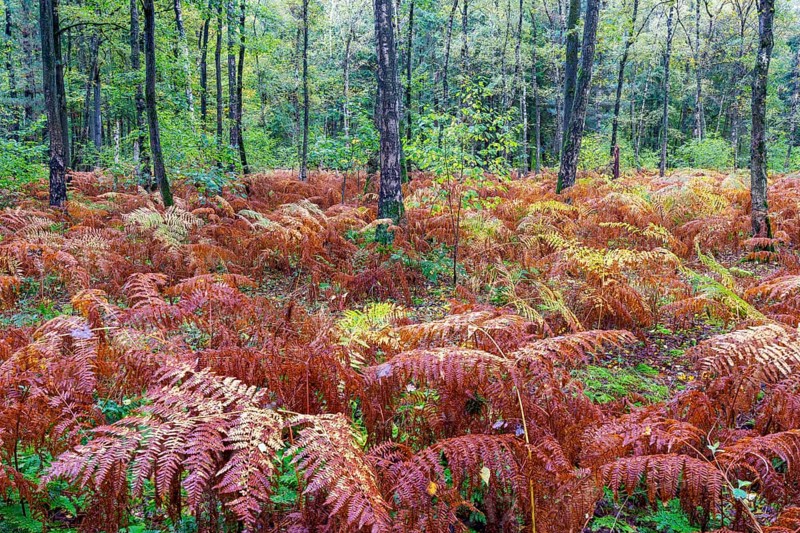 Autumn in the Buchholz Forest