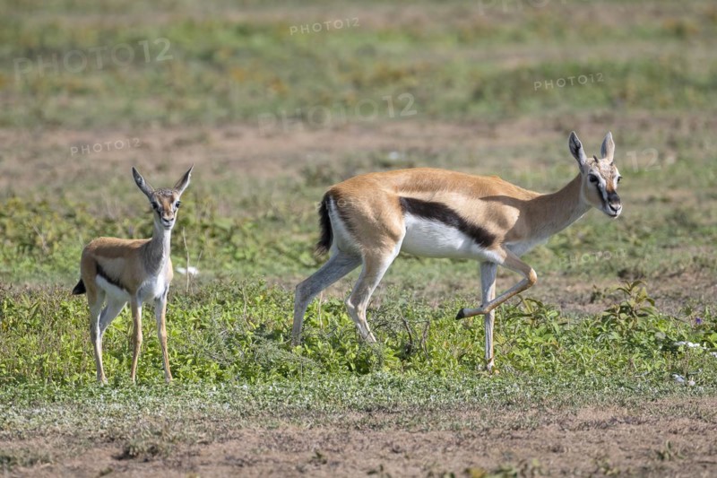 Serengeti thomson's gazelle