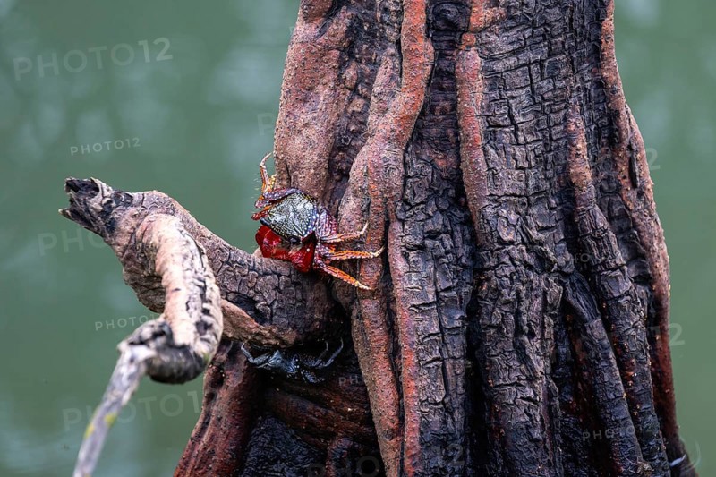Red mangrove crabs