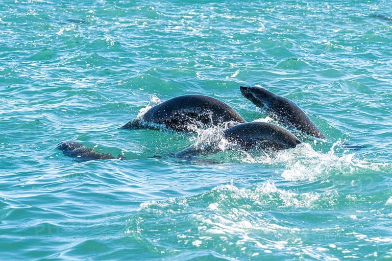 South American sea lions