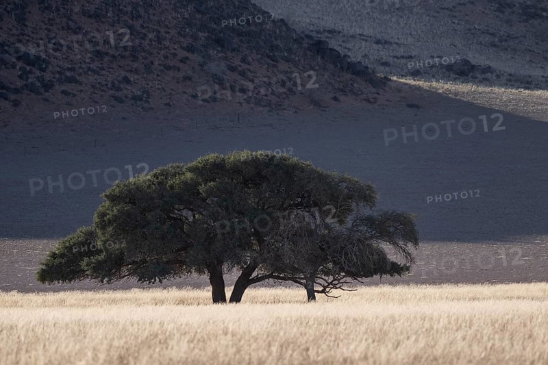 Acacia in front of Tirasbergen