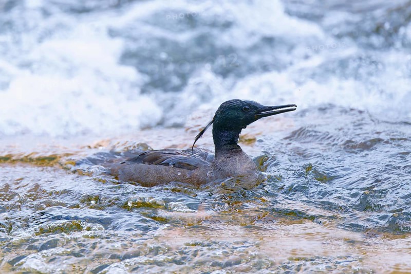 Brazilian merganser