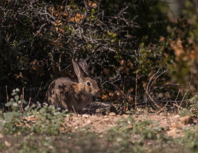 European hare