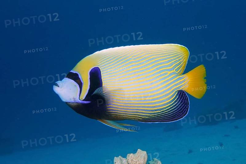 Emperor angelfish