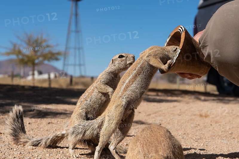 Mountain ground squirrel