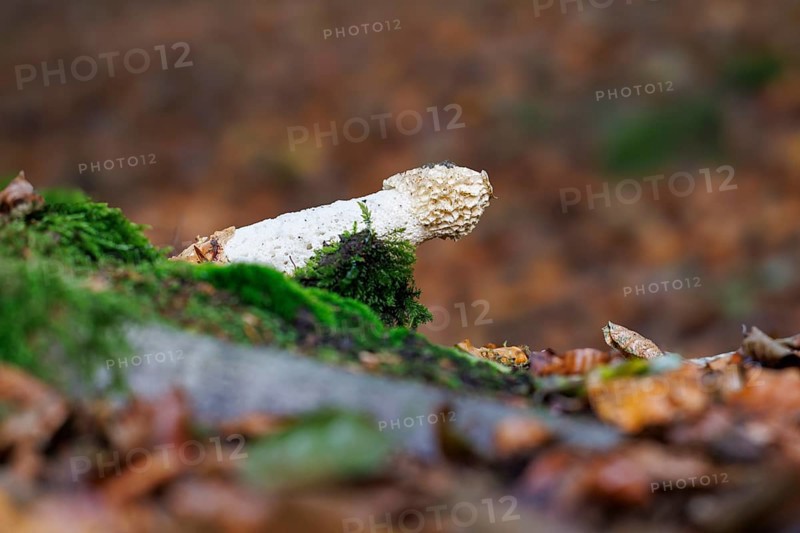Common stinkhorn