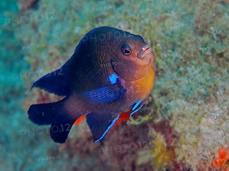 Neon reef fish