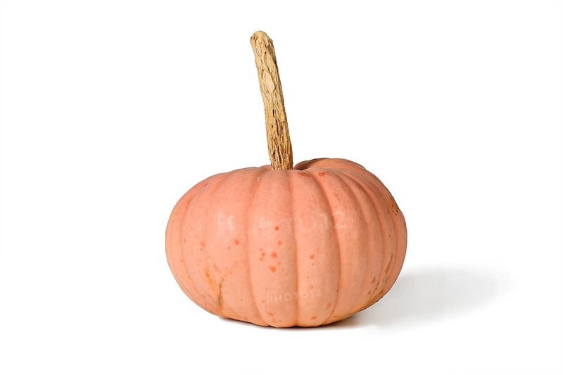Pastel pink colored 'Miss Sophie Pink' Halloween pumpkin on white background