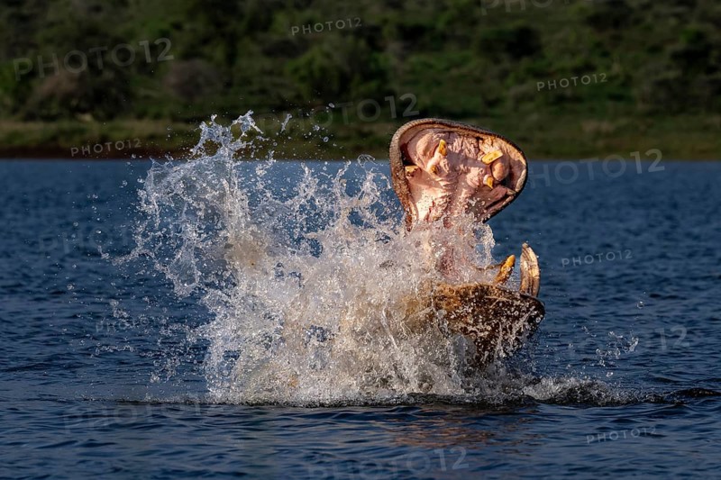 Hippopotamus