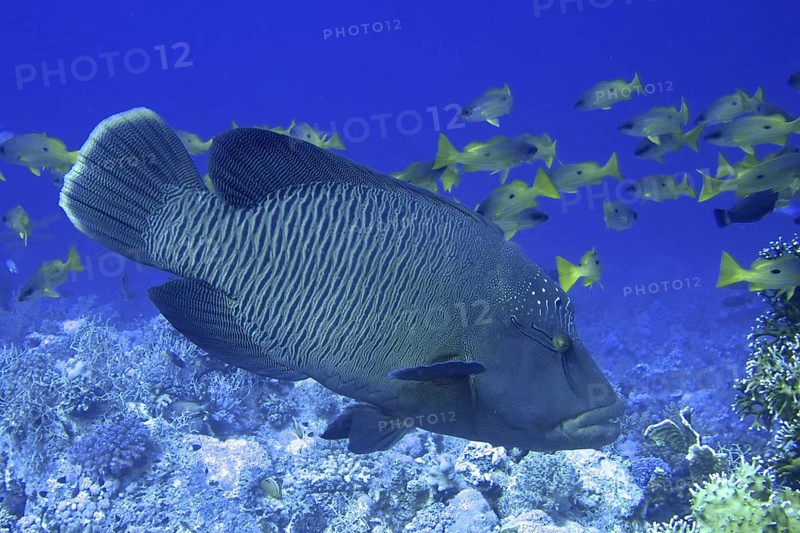 Humphead wrasse