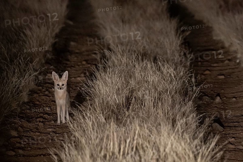 Cape fox