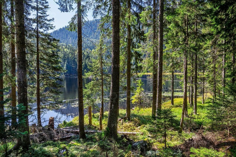 Nature reserve Grosser Arbersee with lake wall 1340m