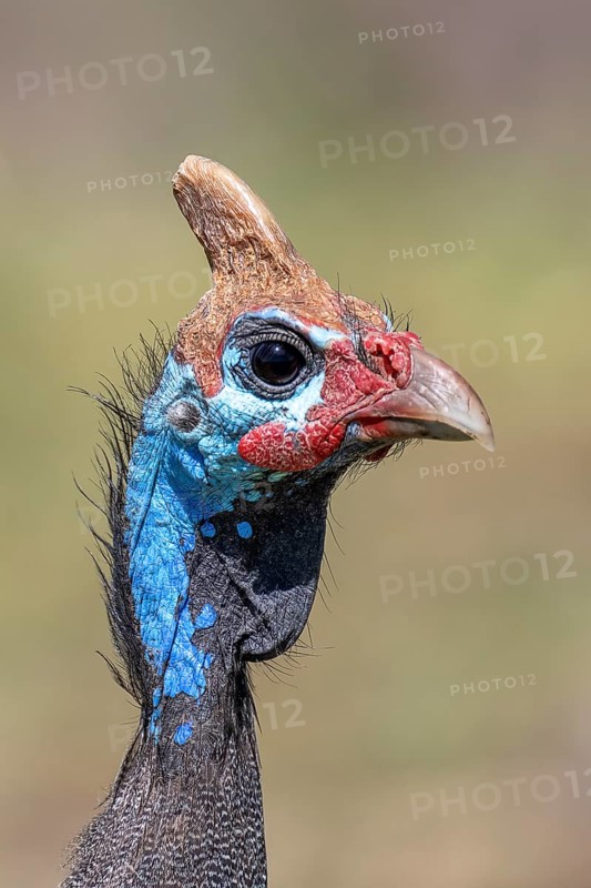 Helmeted guineafowls