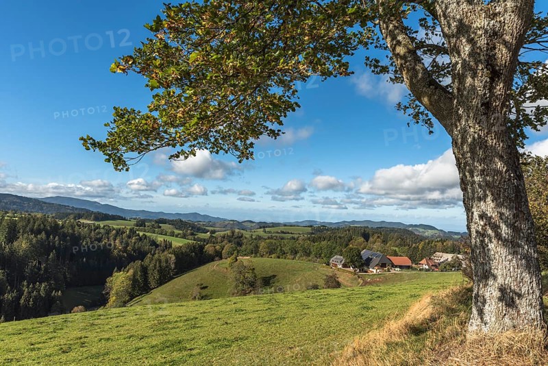 Hilly landscape with meadows and farms in the southern Black Forest near St. Maergen