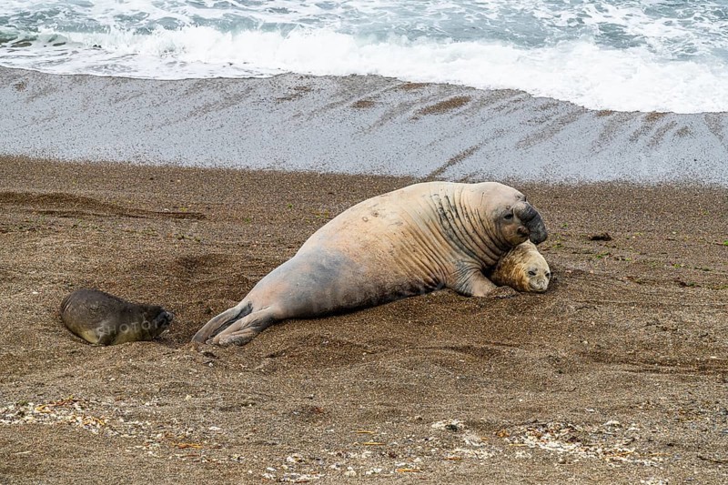 Southern elephant seals