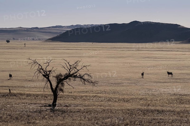 Oryx