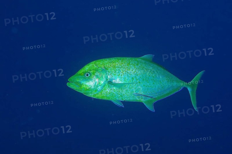 Lemon jack mackerel