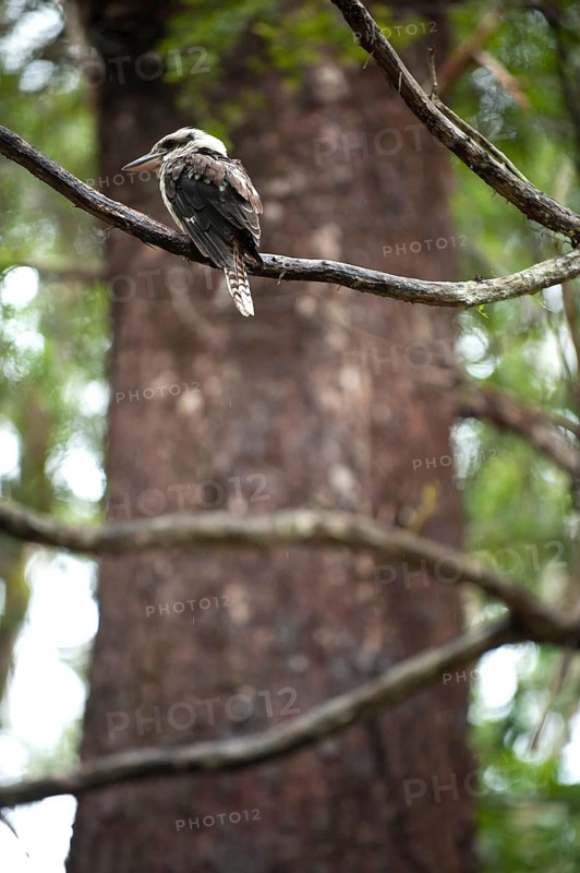Kookaburra