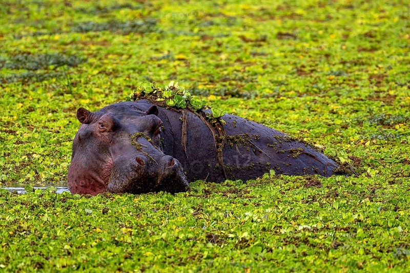 Hippopotamus