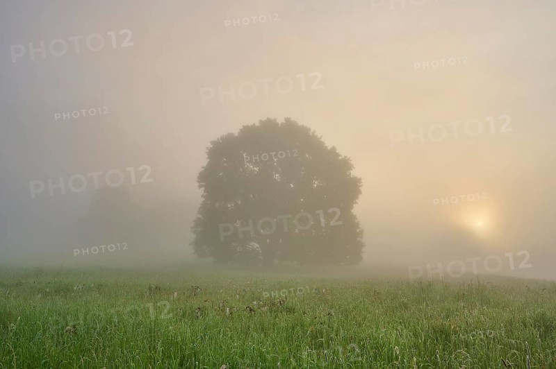 Oak tree
