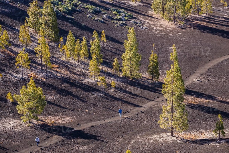 Canary Island pines