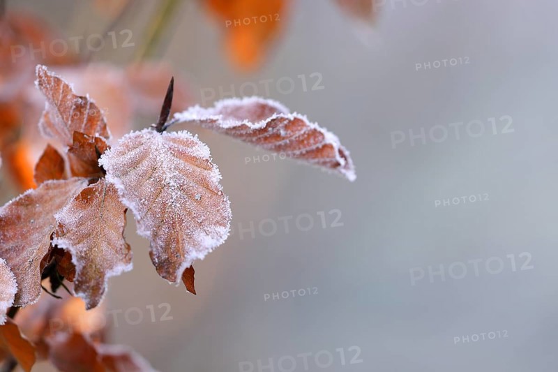 Brown leaves of a copper beech
