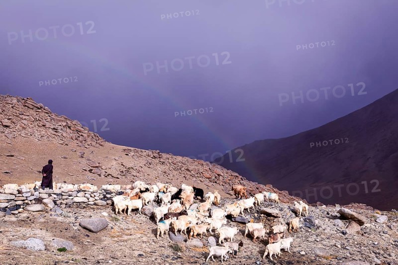 A shepherd with his Changthangi or Changpa