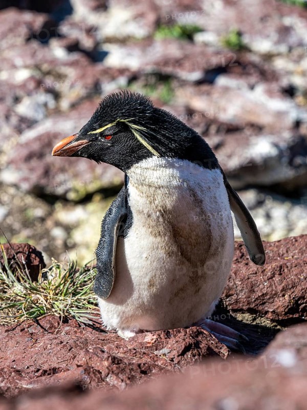 Southern rockhopper penguin