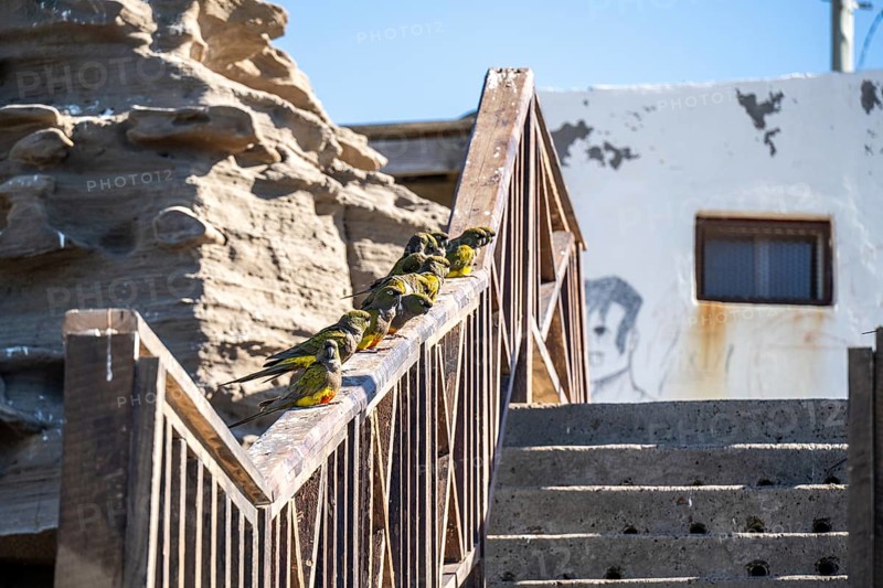 Rock parakeets