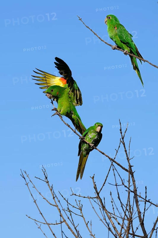 Flying White-eyed Parakeet