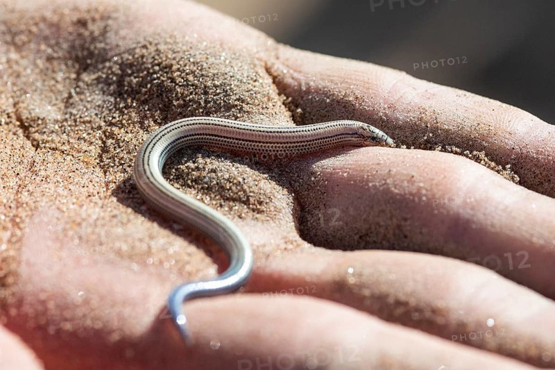 Fitzsimmons' burrowing skink