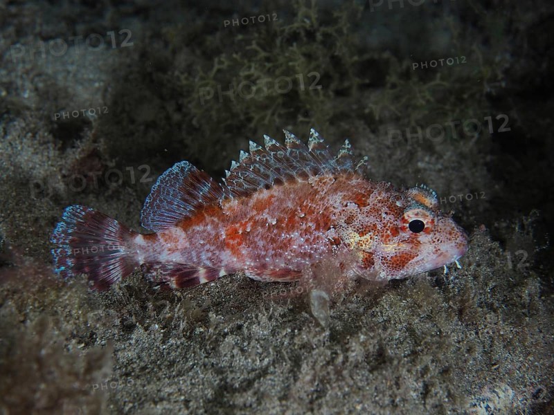 Madeira rockfish