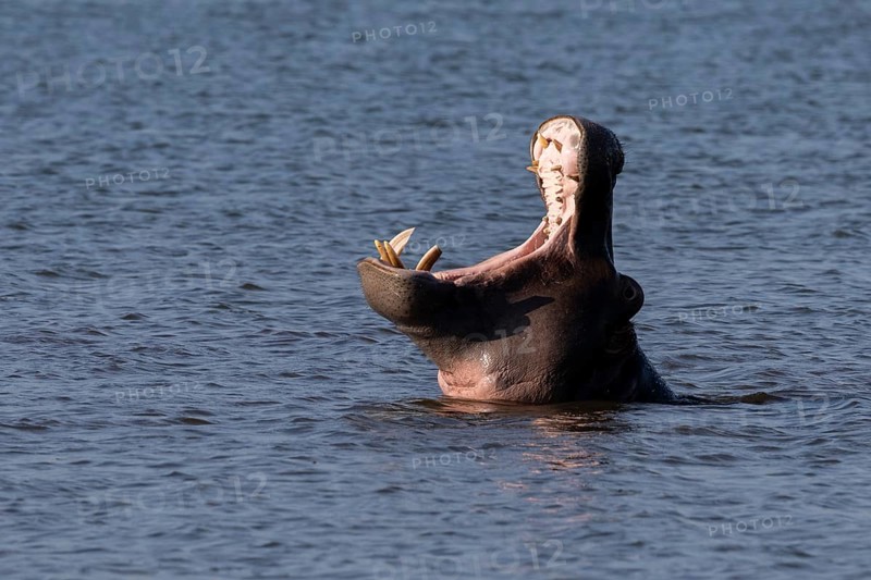 Hippopotamus