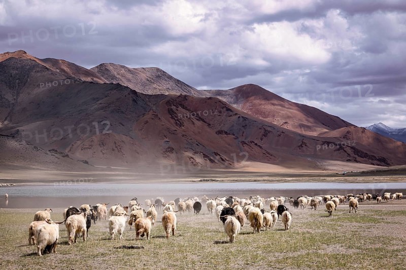 Changthangi or Changpa