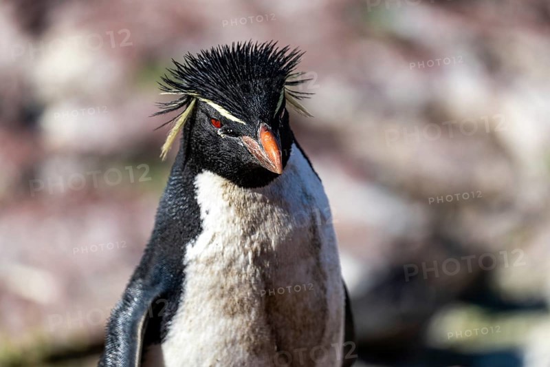 Southern rockhopper penguin