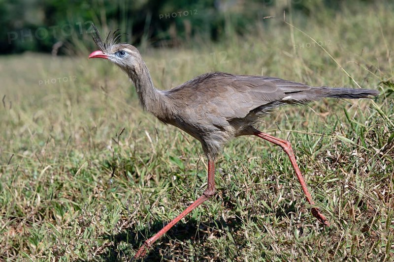Red-legged Seriema