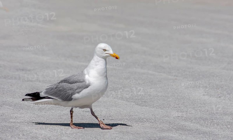 European herring gull
