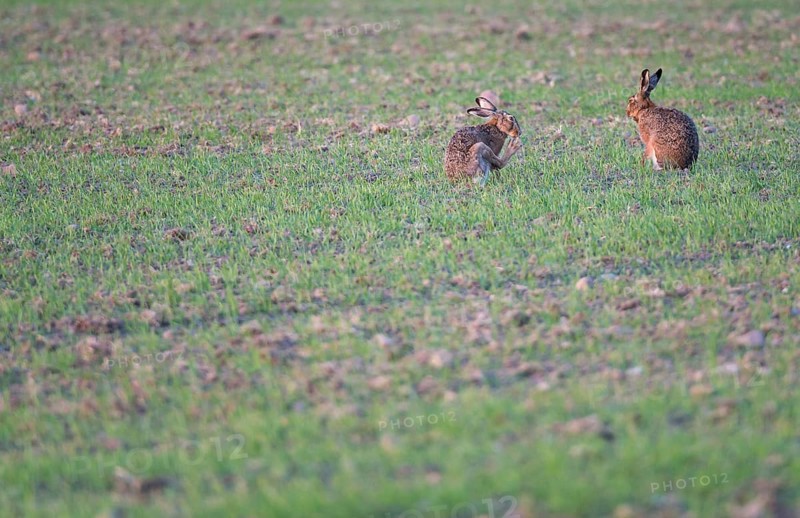 Pair of two brown hares