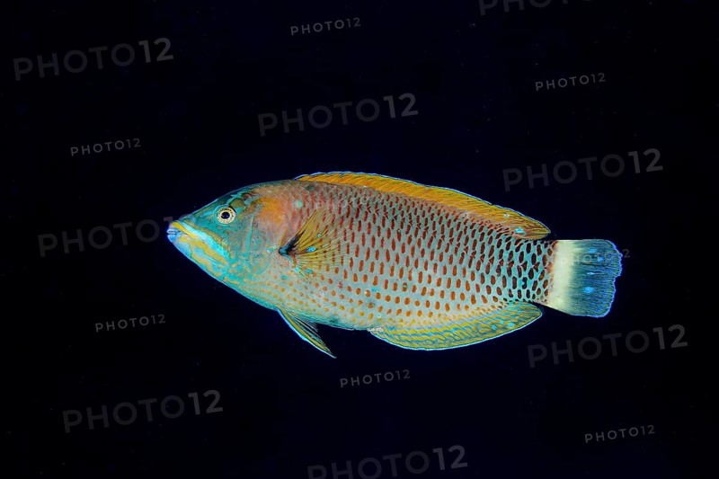 Chiseltooth wrasse