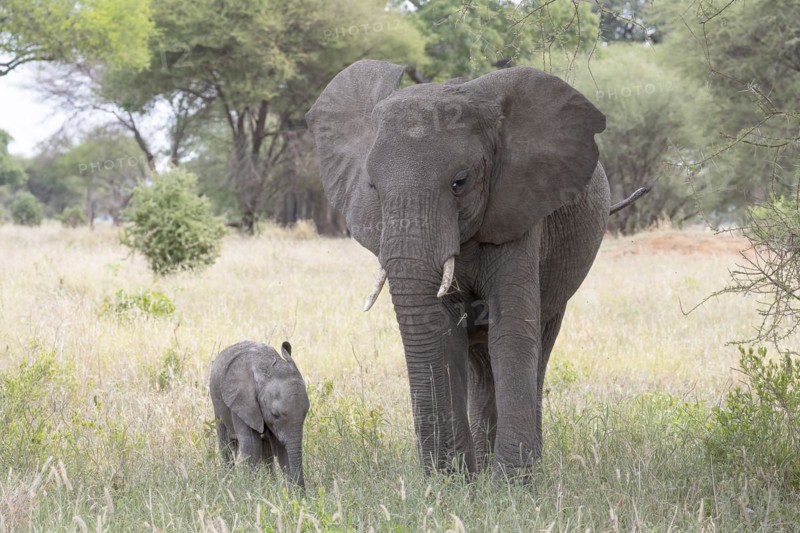 African elephant