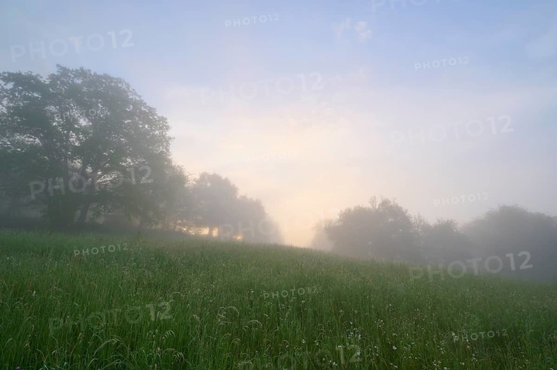Meadow