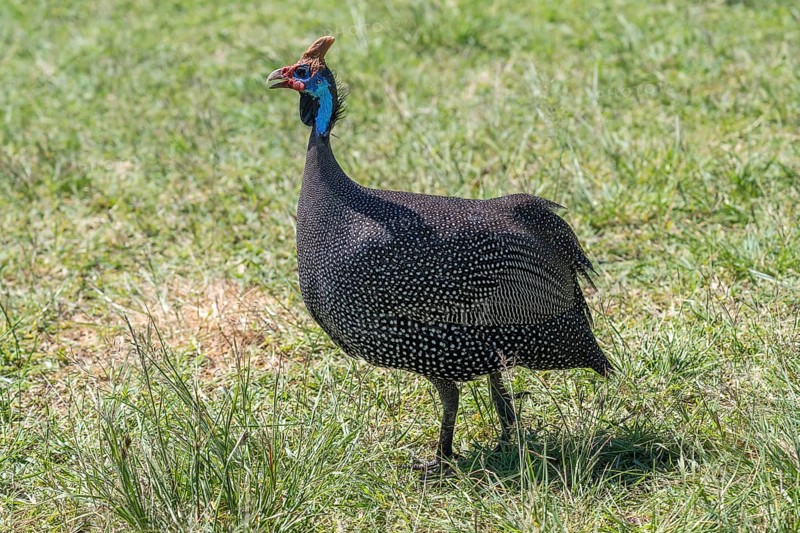 Helmeted guineafowls