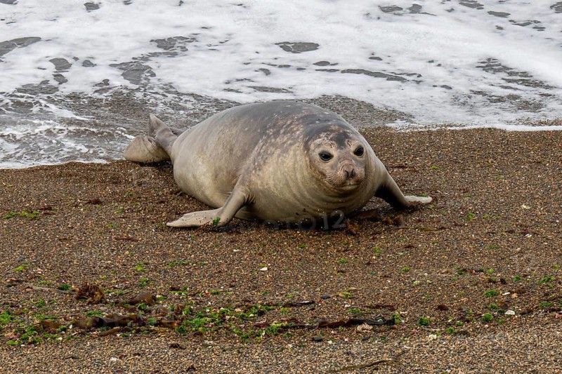 Southern elephant seal