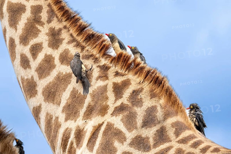Red-billed oxpecker