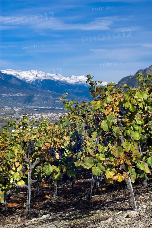 Pinot Noir