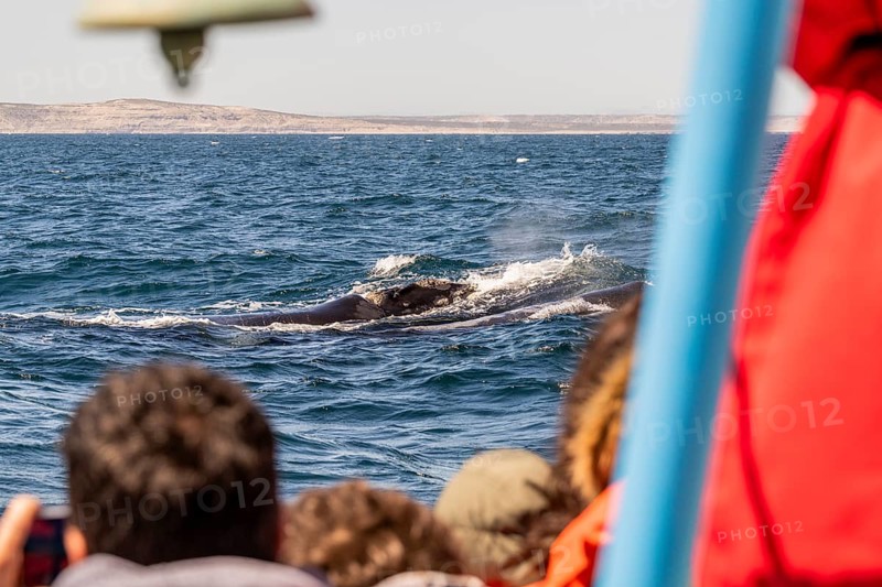 Southern right whale